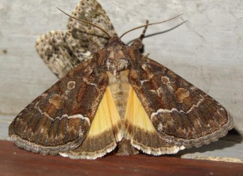 Réf. 197 601 : Thalpophila matura